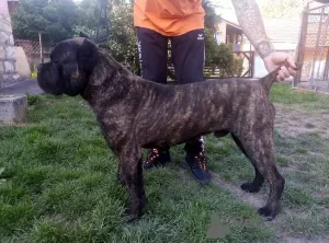 Zdjęcie №4. Sprzedam cane corso w Москва. od żłobka - cena - Bezpłatny