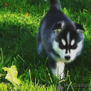 Dodatkowe zdjęcia: Siberian Husky szczeniaka