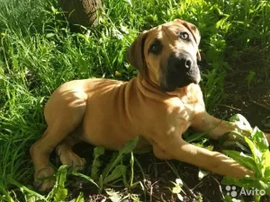 Zdjęcie №2 do zapowiedźy № 6882 na sprzedaż  boerboel - wkupić się Federacja Rosyjska hodowca