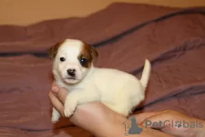 Dodatkowe zdjęcia: Szczenięta Jack Russell Terrier