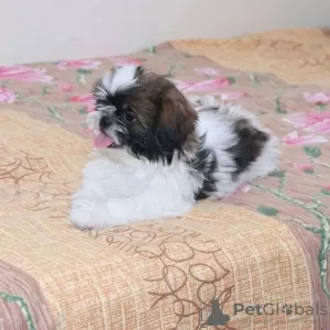 Zdjęcie №3. Shih tzu. USA