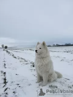 Dodatkowe zdjęcia: Szczeniaki Samoyed