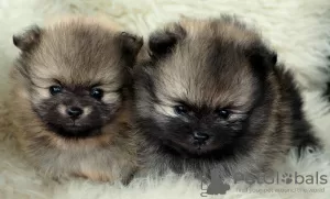 Zdjęcie №3. SZPIC MINIATUROWY POMERANIAN PIĘKNE. Polska