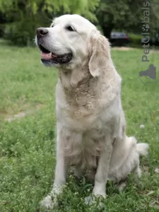 Dodatkowe zdjęcia: szczenięta golden retrievera