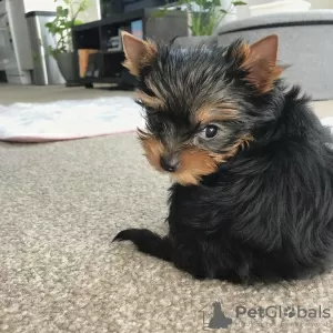 Dodatkowe zdjęcia: Mamy do sprzedania cztery szczenięta rasy Yorkshire Terrier. Dwóch chłopców i