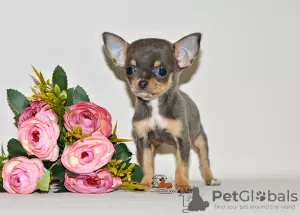 Dodatkowe zdjęcia: Prawdziwy diament. Miniaturowa dziewczynka chihuahua.