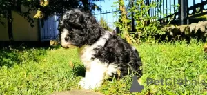 Dodatkowe zdjęcia: CAVAPOO tricolor szczeniak