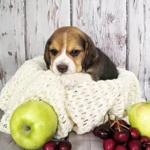 Dodatkowe zdjęcia: Szczenięta Beagle z dokumentami