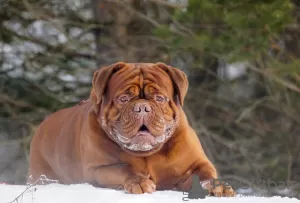 Zdjęcie №1. Usługi krycia - rasa: dog z bordeaux. Cena - negocjowane