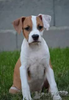 Dodatkowe zdjęcia: Amerykański Stafford Terrier NAJWYŻSZA JAKOŚĆ