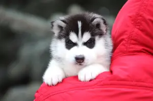 Dodatkowe zdjęcia: Siberian Husky