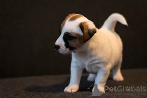 Zdjęcie №4. Sprzedam jack russell terrier w Mińsk. od żłobka - cena - 3820zł