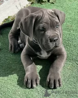 Zdjęcie №3. Szczenięta Cane Corso. USA