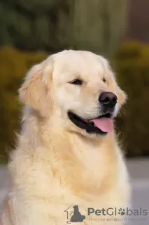 Dodatkowe zdjęcia: Golden retriever Chłopak.