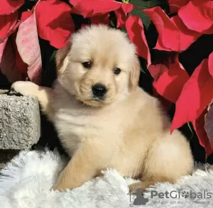 Dodatkowe zdjęcia: Golden retriever