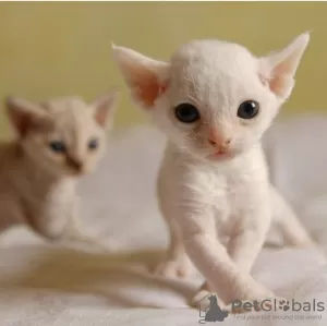 Zdjęcie №1. devon rex - na sprzedaż w Stockholm | negocjowane | Zapowiedź № 97877