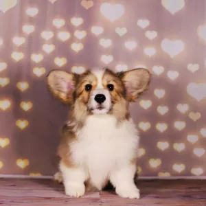 Zdjęcie №3. Welsh Corgi Pembroke Puppies. Federacja Rosyjska