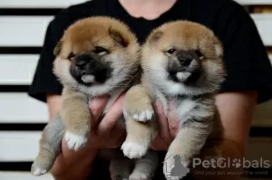 Zdjęcie №3. Przystojny chłopiec Shiba Inu. Białoruś