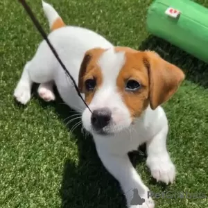 Zdjęcie №1. jack russell terrier - na sprzedaż w Sarajevo | negocjowane | Zapowiedź №119848