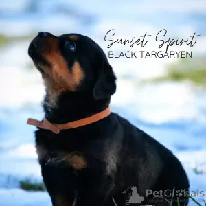 Zdjęcie №4. Sprzedam rottweiler w Loznica.  - cena - Bezpłatny