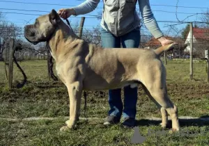 Dodatkowe zdjęcia: Cane Corso wspaniałe szczenięta rodowód FCI