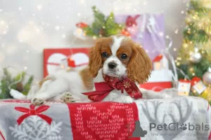 Zdjęcie №4. Sprzedam cavalier king charles spaniel w Brest. od żłobka - cena - 2930zł