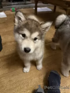 Zdjęcie №1. alaskan malamute - na sprzedaż w Aalborg | 1913zł | Zapowiedź №130488