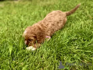 Dodatkowe zdjęcia: Cavapoo Cavadoodle