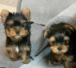 Zdjęcie №2 do zapowiedźy № 125804 na sprzedaż  yorkshire terrier - wkupić się Szwecja 