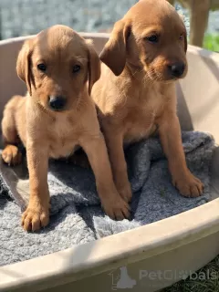 Zdjęcie №1. labrador retriever - na sprzedaż w Samara | 2485zł | Zapowiedź №11967