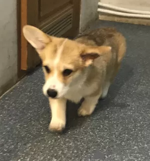 Dodatkowe zdjęcia: Pembroke Welsh Corgi, szczenięta