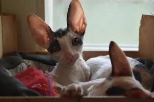 Zdjęcie №1. kot cornish rex - na sprzedaż w Mińsk | Negocjowane | Zapowiedź № 2097