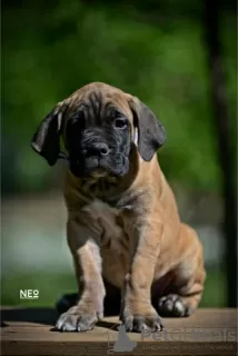 Zdjęcie №1. cane corso - na sprzedaż w Belgrad | negocjowane | Zapowiedź №102913