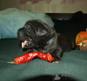 Zdjęcie №2 do zapowiedźy № 8314 na sprzedaż  cane corso - wkupić się Federacja Rosyjska hodowca