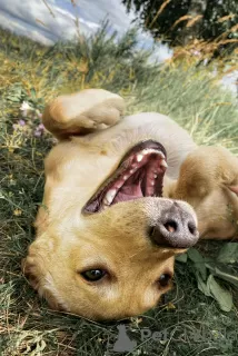 Zdjęcie №1. labrador retriever - na sprzedaż w Mogilow | 5830zł | Zapowiedź №19464