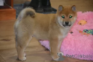 Zdjęcie №3. Beautiful shiba inu. Austria