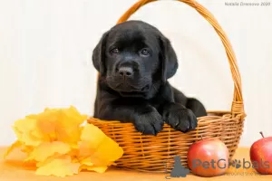 Zdjęcie №2 do zapowiedźy № 8182 na sprzedaż  labrador retriever - wkupić się Federacja Rosyjska hodowca