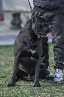 Dodatkowe zdjęcia: Cane Corso szczeniaki