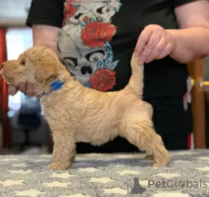 Zdjęcie №3. Szczenięta Lakeland Terrier. Federacja Rosyjska