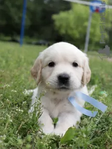 Zdjęcie №2 do zapowiedźy № 21039 na sprzedaż  golden retriever - wkupić się Federacja Rosyjska hodowca