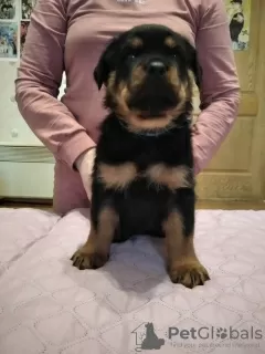 Zdjęcie №3. Sprzedam szczenięta rasy Rottweiler z rodowodem KSU od rodziców rodowodowych. Ukraina