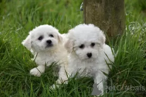 Zdjęcie №3. Szczenięta czystej krwi Bichon Frise są już dostępne. Niemcy