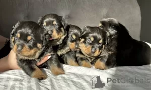 Zdjęcie №4. Sprzedam rottweiler w Crewe. prywatne ogłoszenie, hodowca - cena - 10883zł