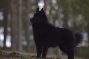 Dodatkowe zdjęcia: Schipperke. Szczenięta