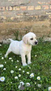 Zdjęcie №2 do zapowiedźy № 100940 na sprzedaż  labrador retriever - wkupić się Serbia hodowca