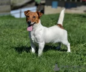 Zdjęcie №1. jack russell terrier - na sprzedaż w Mińsk | 897zł | Zapowiedź №19505