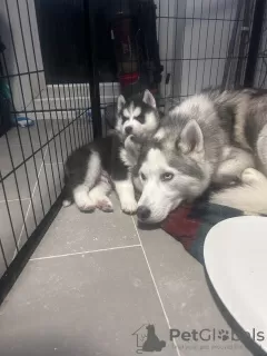 Zdjęcie №3. Cachorros de Husky Siberiano. Hiszpania