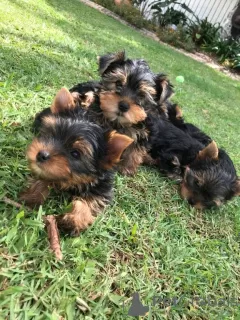 Zdjęcie №2 do zapowiedźy № 129625 na sprzedaż  yorkshire terrier - wkupić się Niemcy 