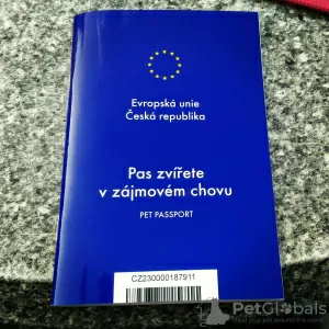 Zdjęcie №4. Usługi dostawy i transportu kotów i psów w Ukraina. Zapowiedź № 96981