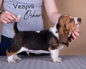 Zdjęcie №2 do zapowiedźy № 3171 na sprzedaż  basset hound - wkupić się Federacja Rosyjska od żłobka